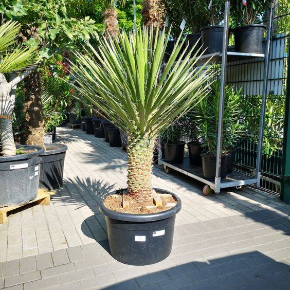 Yucca Filifera 