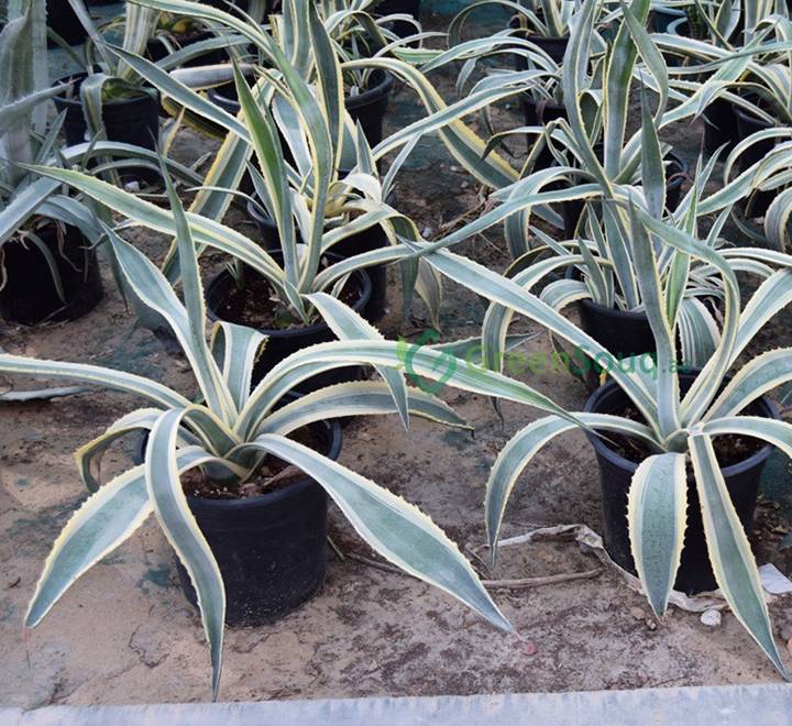 Agave americana marginata “Variegated Century Plant” 40-50cm