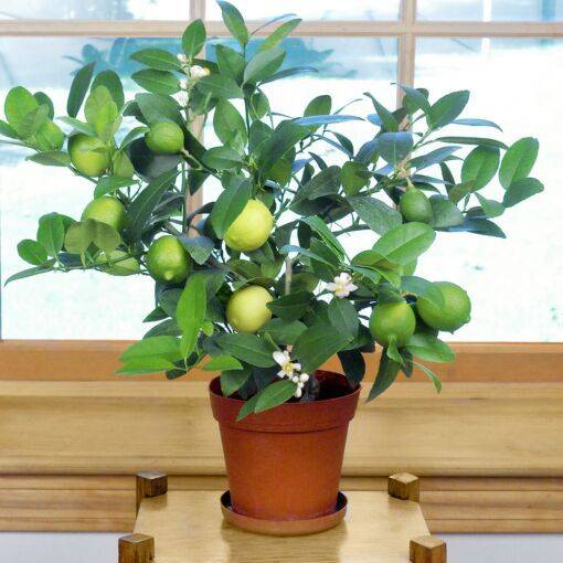 Key Lime (Citrus × aurantiifolia)