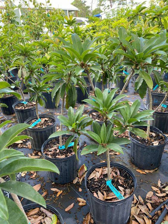 Manilkara zapota (Chicko Tree)