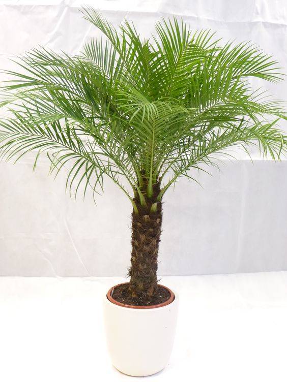 Phoenix Roebelenii