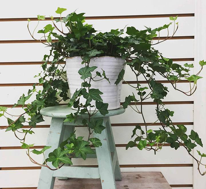 Hedera helix or English Ivy الإنجليزية اللبلاب