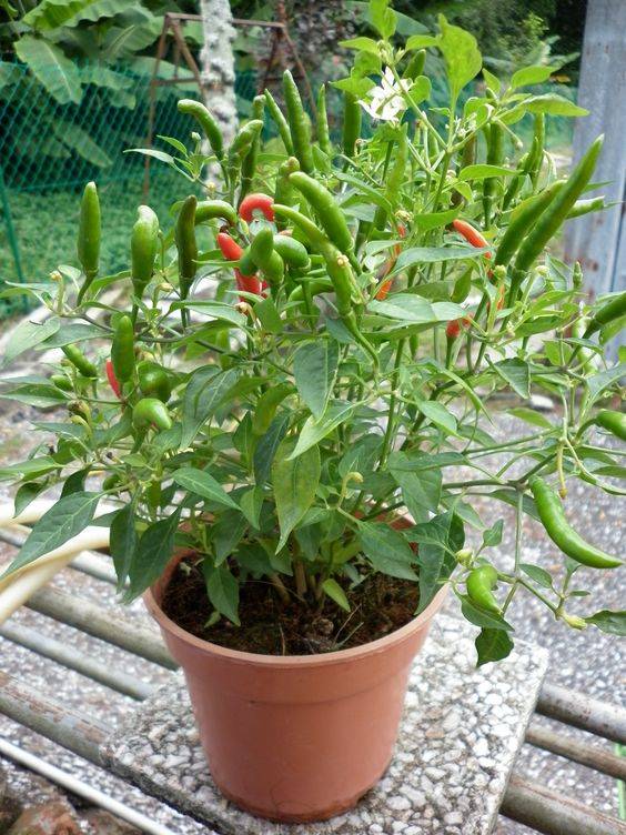 Hot Chili Plant