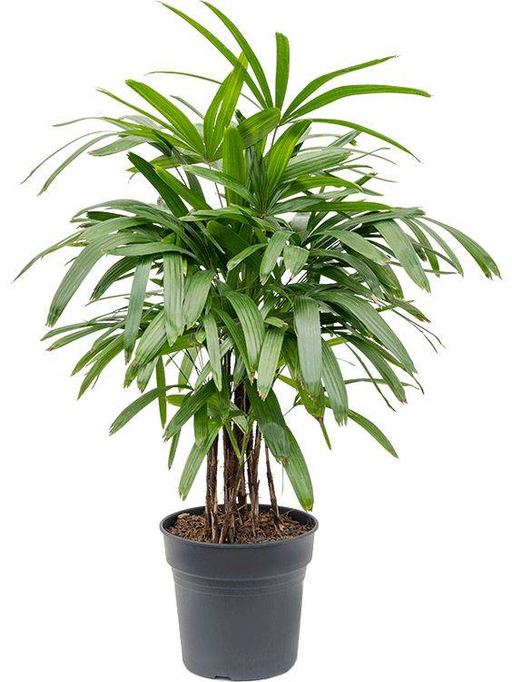 Buy Bismarckia nobilis Garden Plants Online