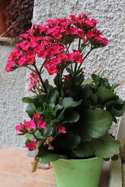 Kalanchoe blossifeldiana 