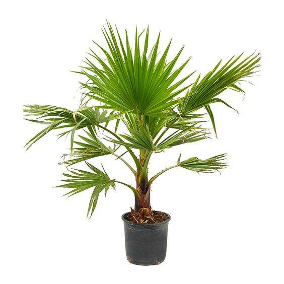 Washingtonia robusta