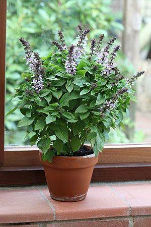 Ocimum tenuiflorum (Tulsi Plant)