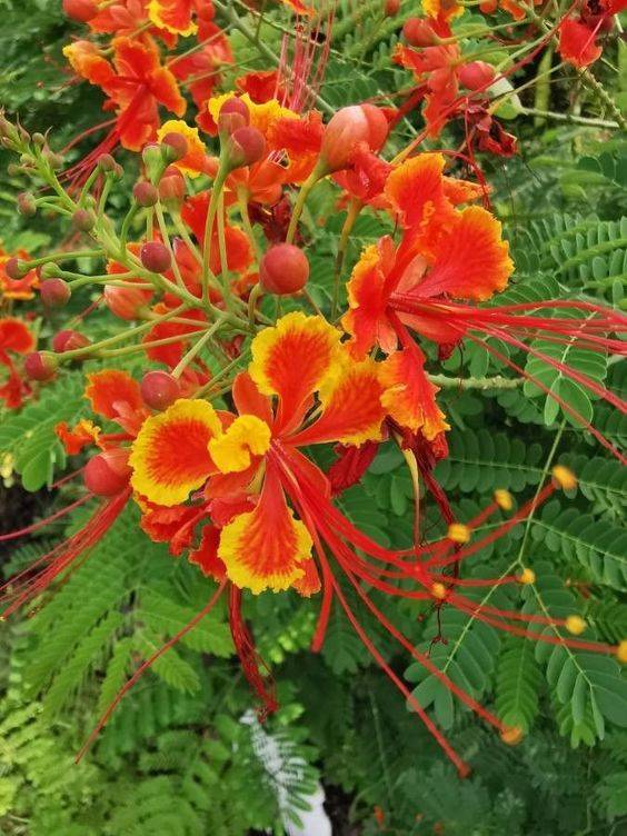 Caesalpinia pulcherrima (peacock flower)