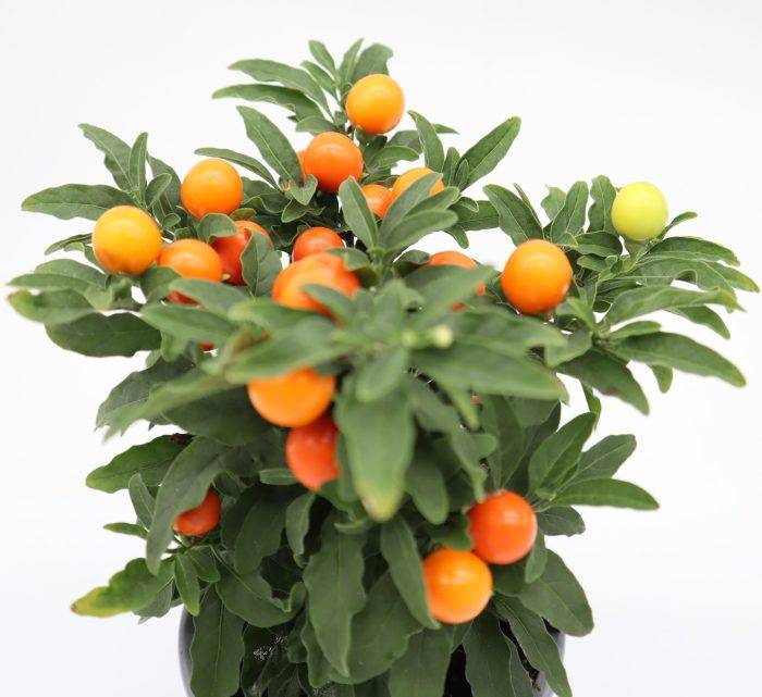 Home Garden Plants Online