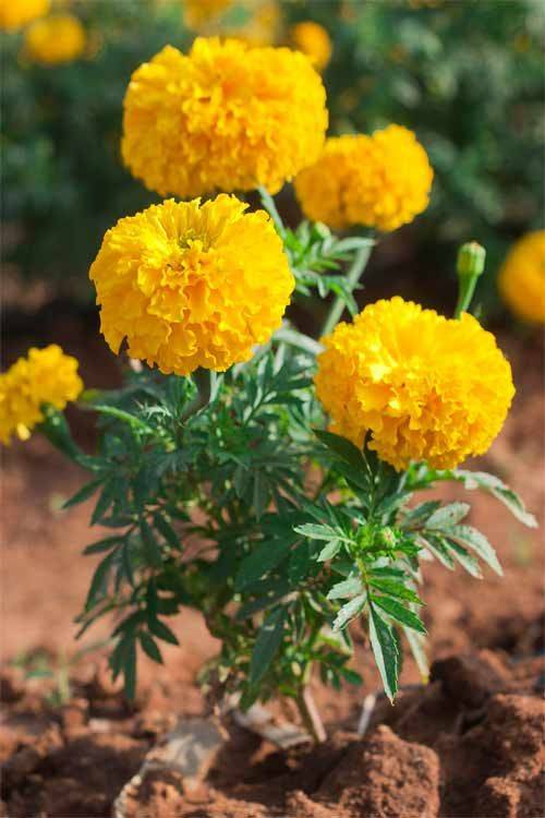 Marigold plant