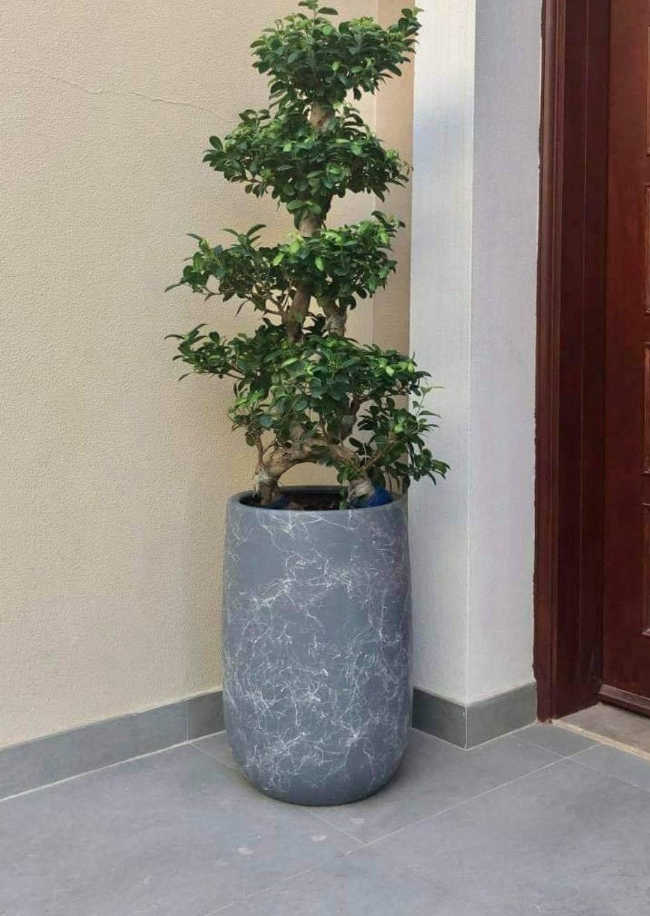 BONSAI -10 YEAR OLD 