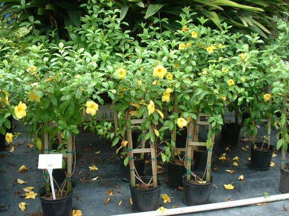 Allamanda cathartica (Golden trumpet) -70cm to 90cm HT