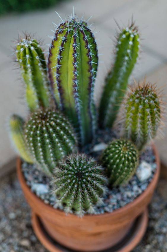 Pachycereus cactus
