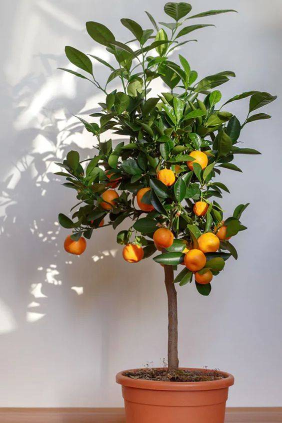Mandarin Plant