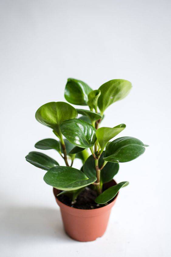 Peperomia obtusifolia