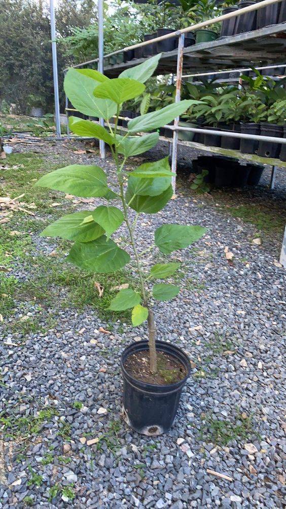Morus alba (Mulberry Tree)