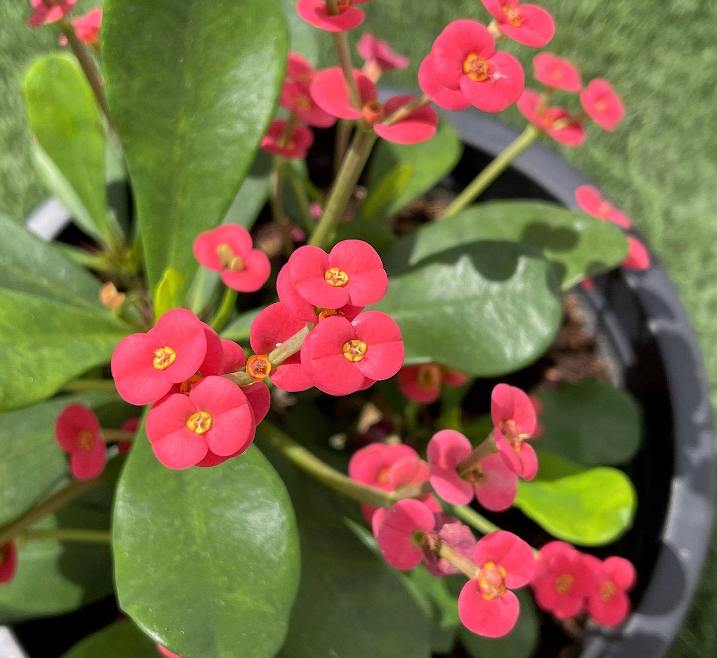 Euphorbia millii Or Crown of Thorns 25 – 35cm