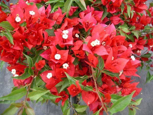 Bougainvillea red 