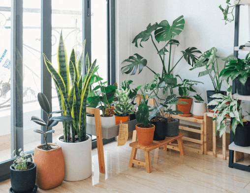 BEST INDOOR HOUSE PLANTS WITH CARE & BENEFITS