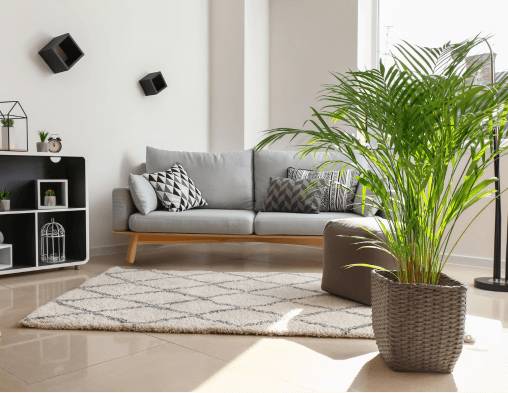 ARECA PALM WITH CARE & BENEFITS