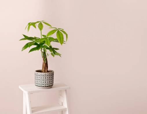 MONEY PLANT WITH CARE & BENEFITS