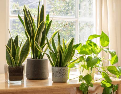 SNAKE PLANT WITH ITS CARE & BENEFITS