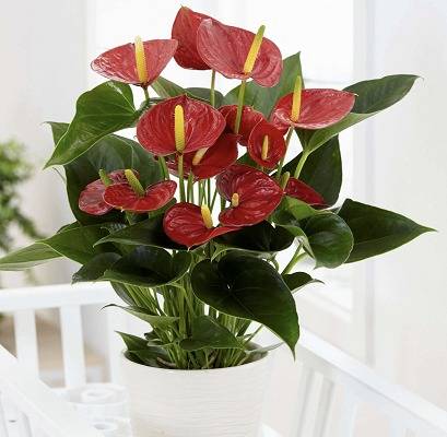 Indoor Plants