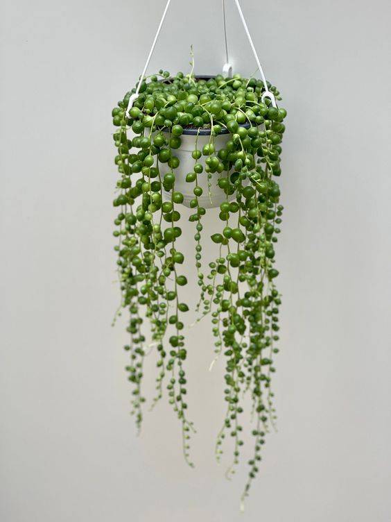 Senecio rowleyanus