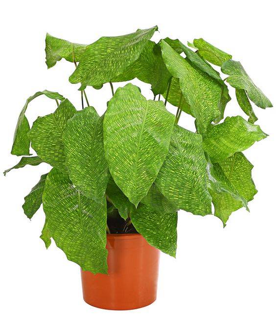 Calathea mosaica