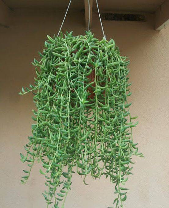 Senecio radicans