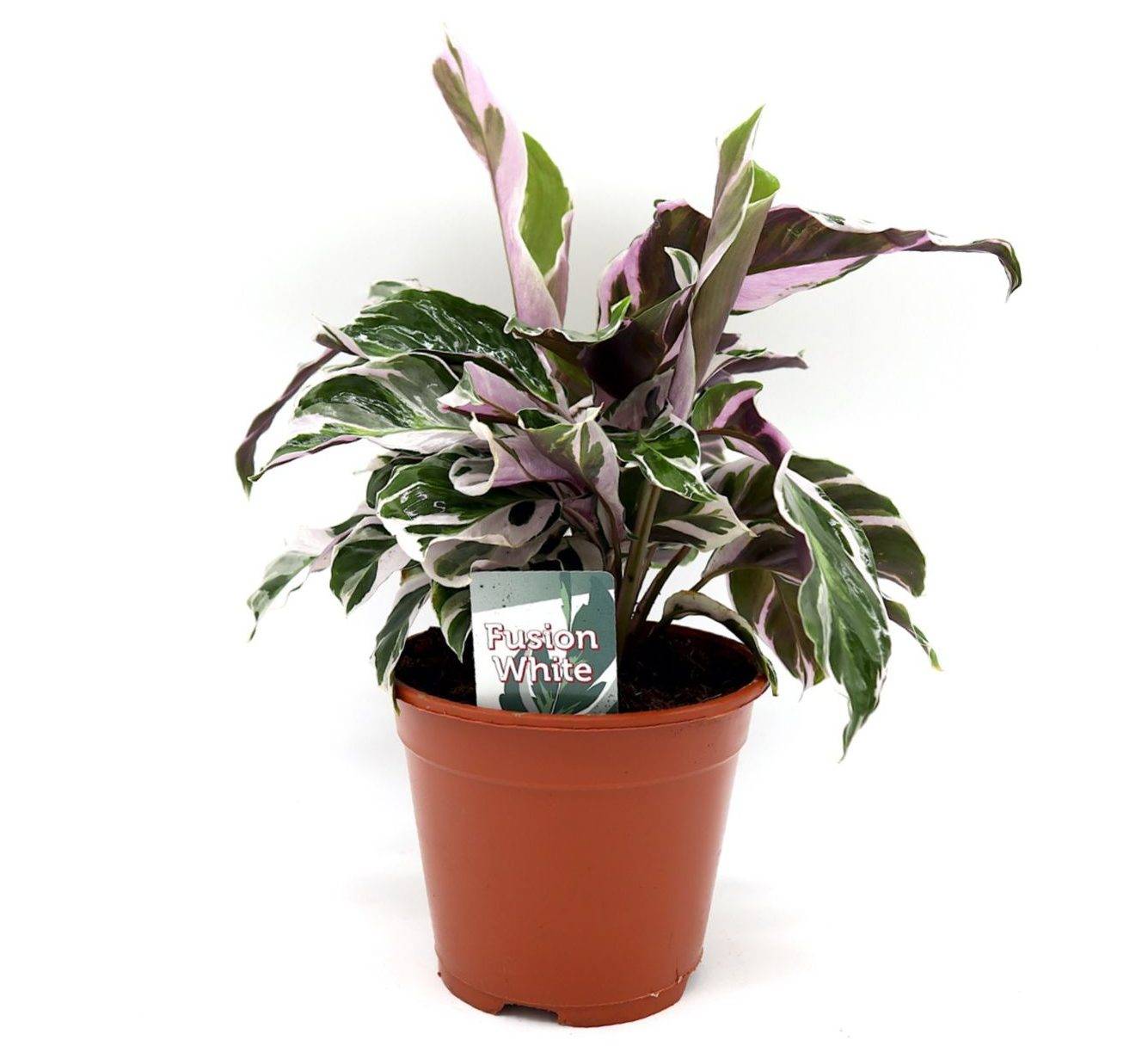 Calathea Leitzei “Fusion White” 25-30cm