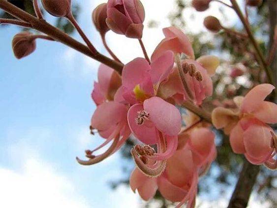 Cassia nodosa