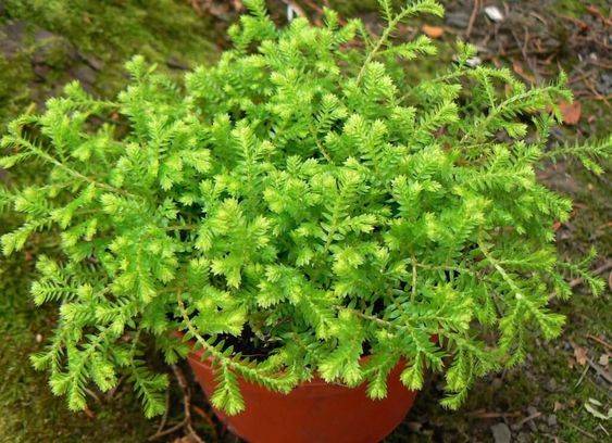 Selaginella kraussiana
