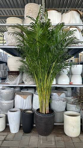 Chrysalidocarpus lutescens (Areca Palm)