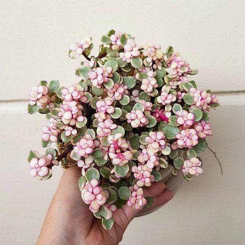 Pink Jade Plant 