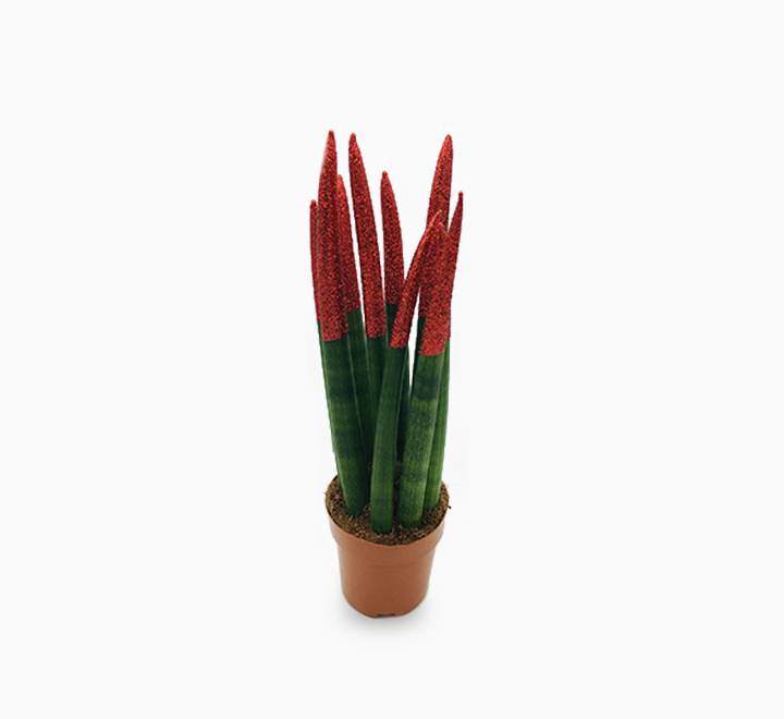 Sansevieria cylindrica or African spear 30cm