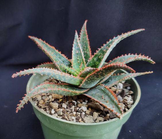 Aloe Christmas Carol 