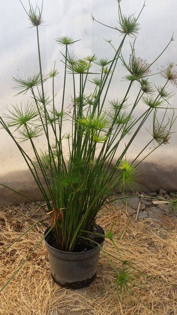Cyperus haspan 