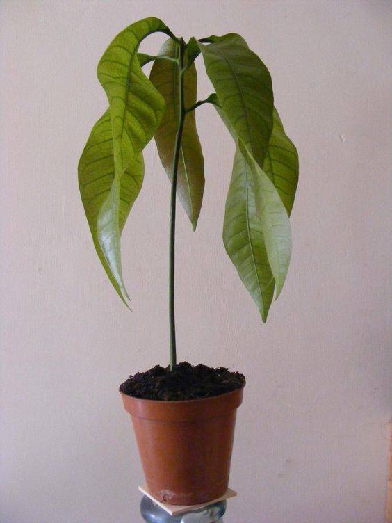 Mango (Anwar Ratol) 
