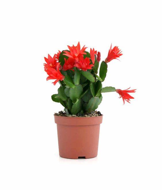 Christmas Cactus