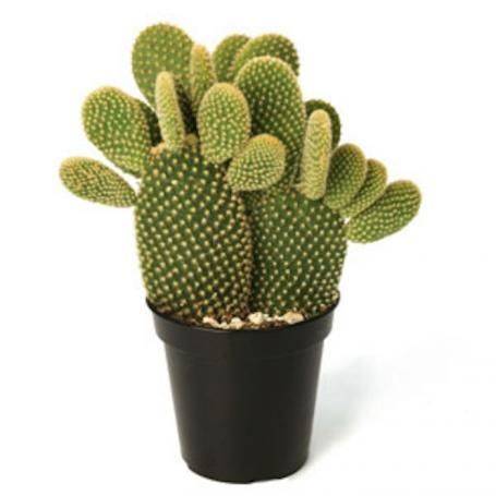 Cactus Opuntia Albata