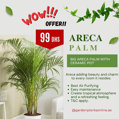  ARECA PALM BIG-POTTED WOW offer