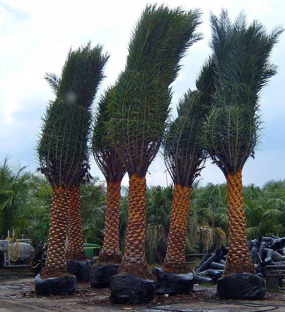 Phoenix sylvestris