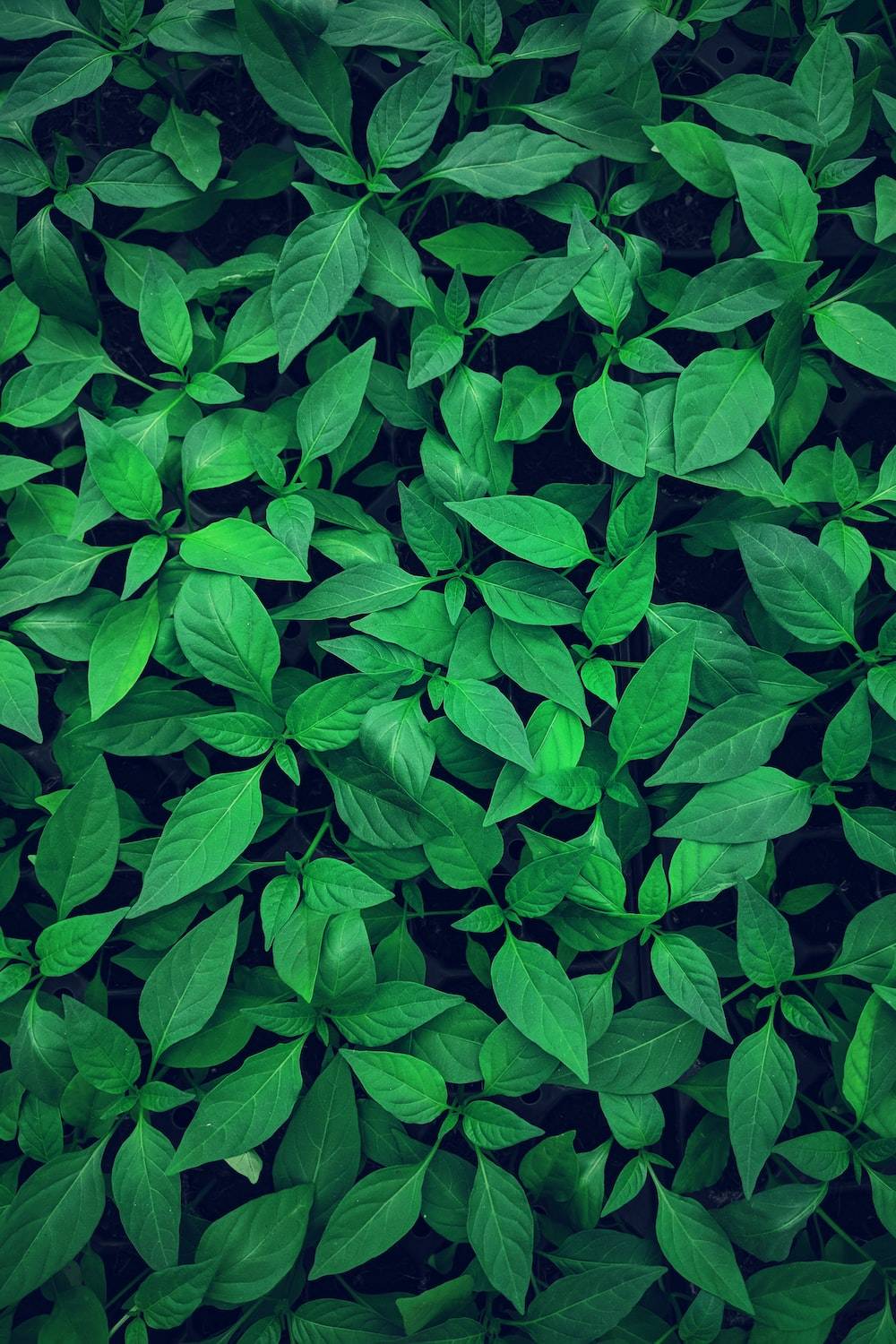 Riya Test