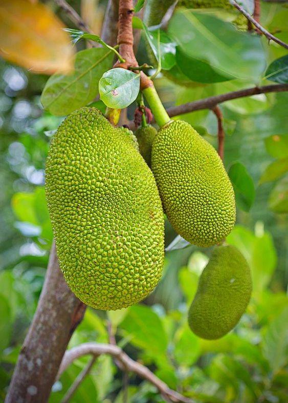 Artocarpus Heterophyllus