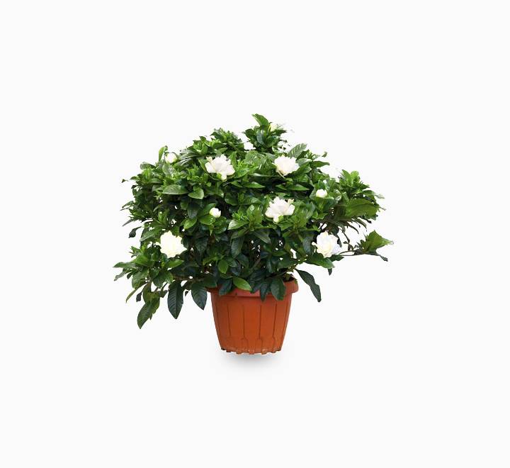 Gardenia jasminoides “Cape Jasmine” ياسمين (Outdoor)