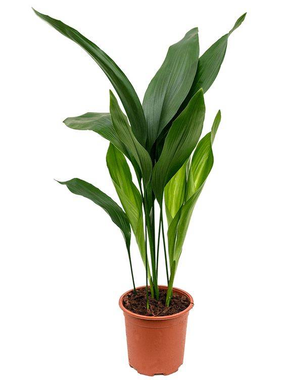 Aspidistra elatior