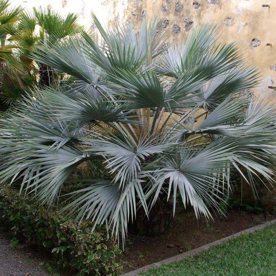 Brahea armata