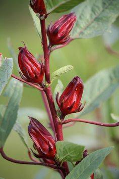 Hibiscus Sabdariffa 