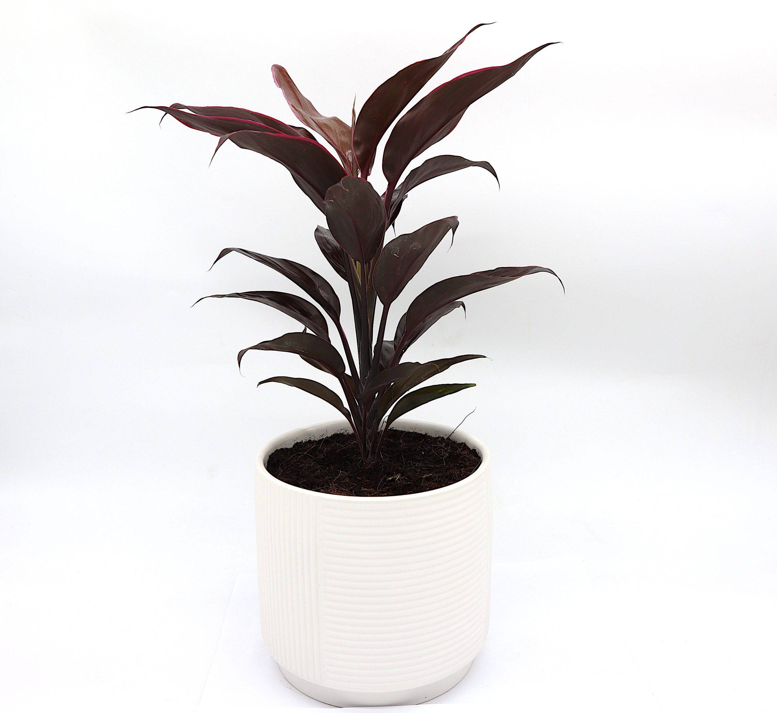 Cordyline Fruticosa Mambo “Good luck plant” 25-30cm